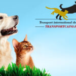transport animale UK